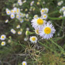 Image de Erigeron arisolius G. L. Nesom