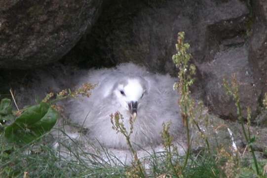 Image of Fulmar