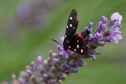 Image of Zygaena ephialtes Linnaeus 1767