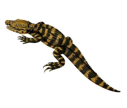 Image of Melanosuchus