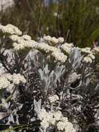 Petalacte coronata (L.) D. Don resmi