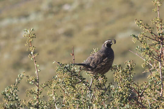 Image of Callipepla Wagler 1832