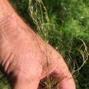 Sivun Austrostipa ramosissima (Trin.) S. W. L. Jacobs & J. Everett kuva