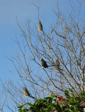 Image of White-backed Mousebird