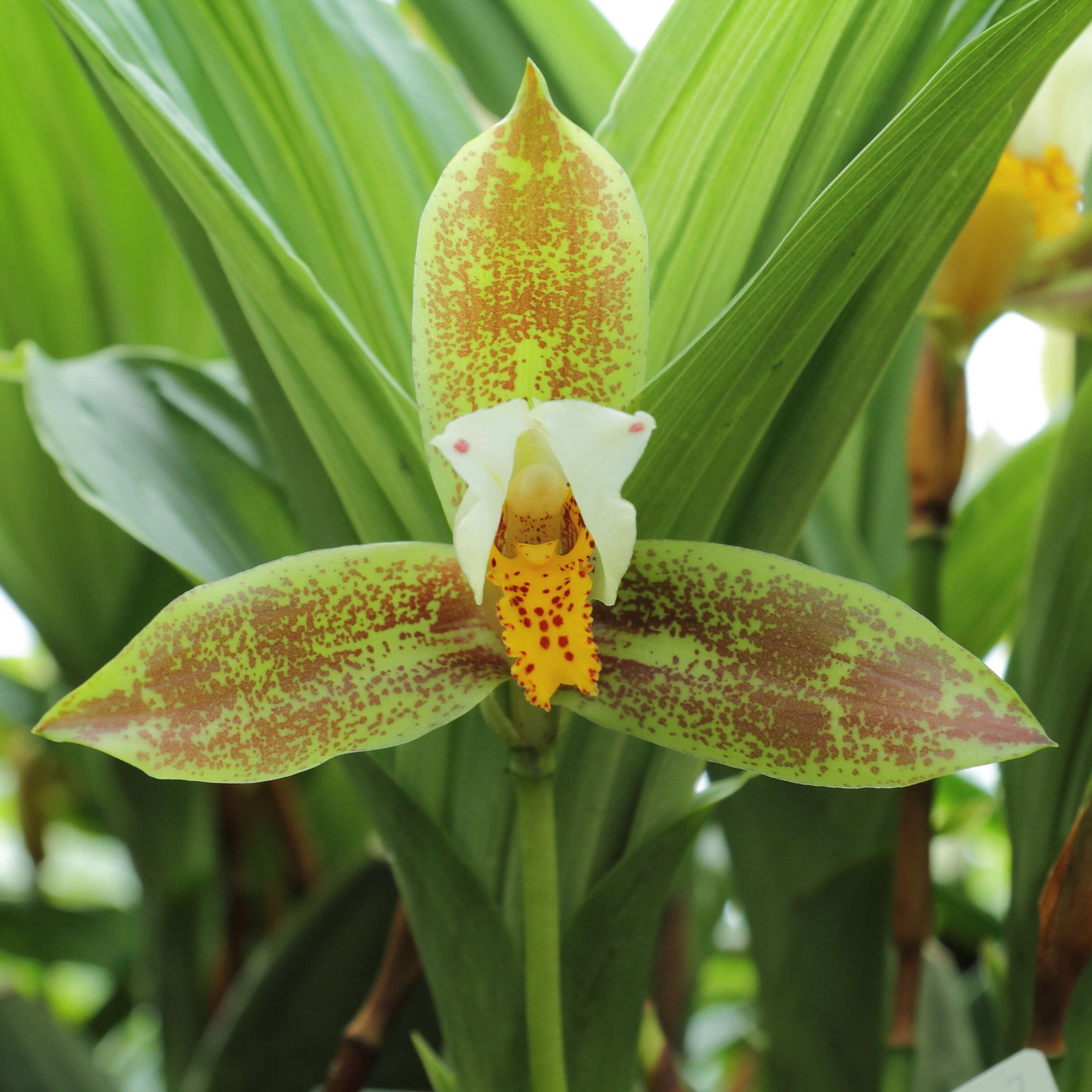 Image of lycaste