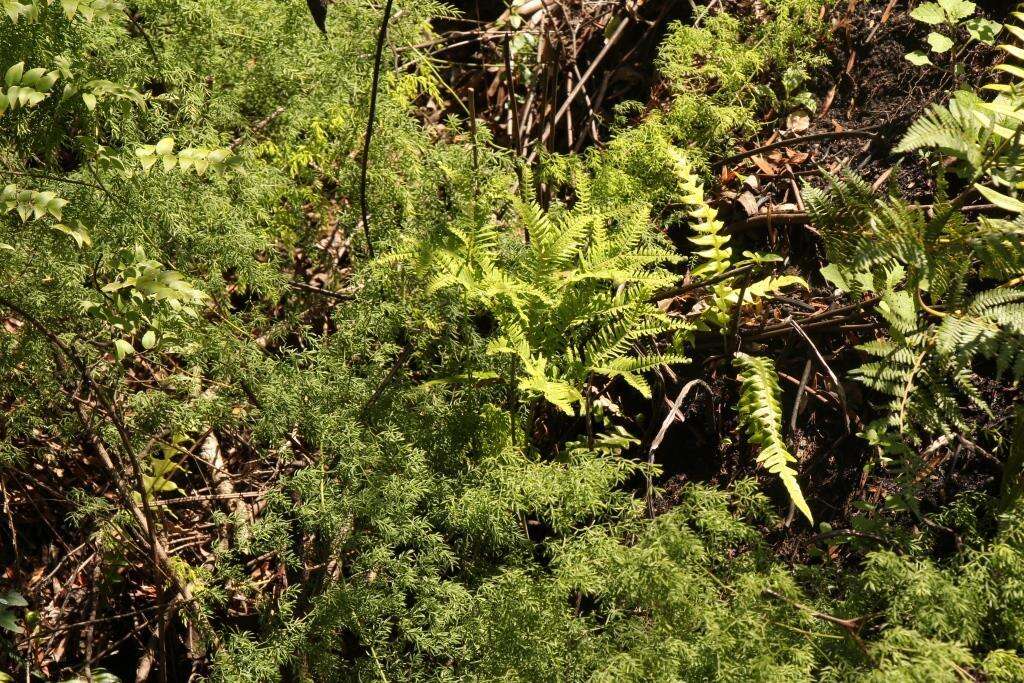 Image of Asparagus ramosissimus Baker