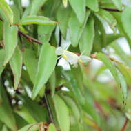 Слика од Begonia oxyanthera Warb.
