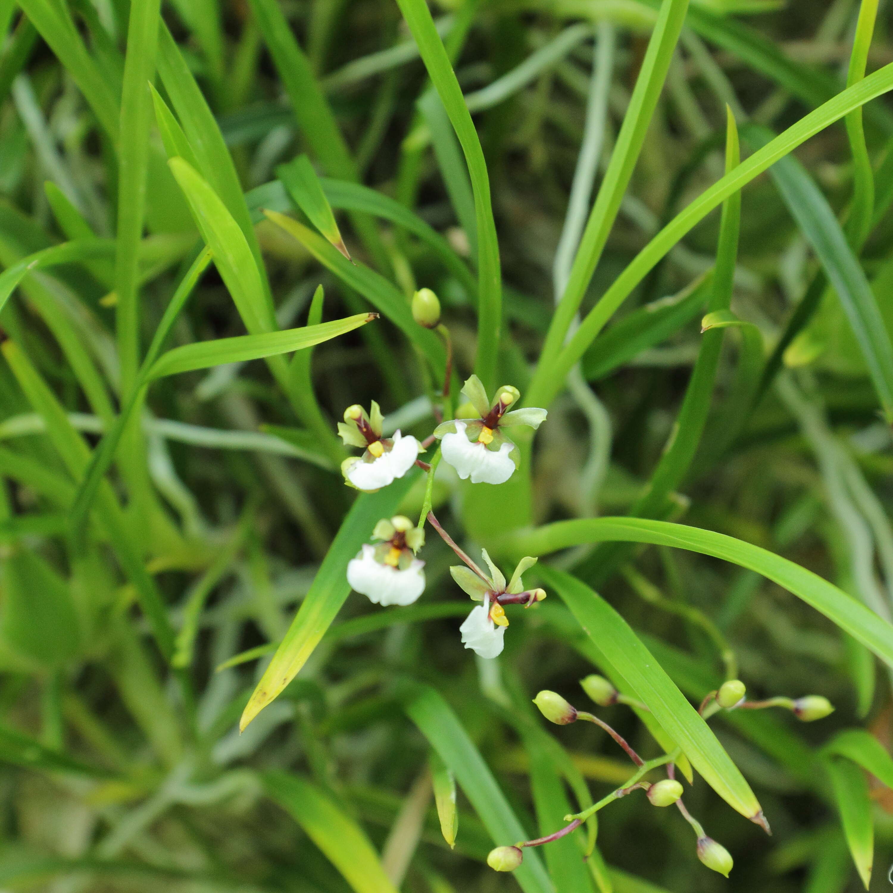 Image of Gomesa radicans (Rchb. fil.) M. W. Chase & N. H. Williams