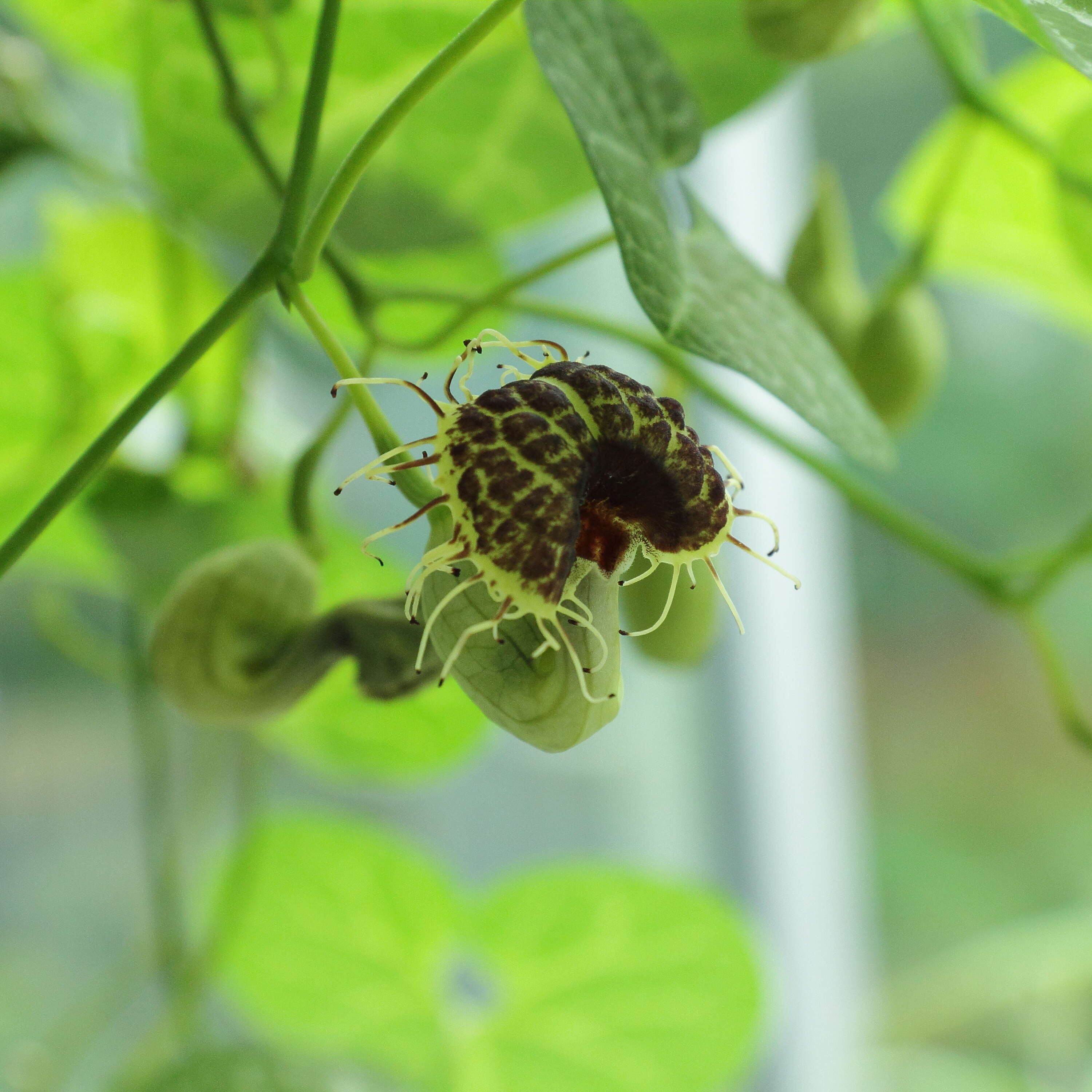 Image of White Veined Hardy Dutchman's Pipe