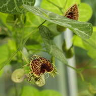 Image of White Veined Hardy Dutchman's Pipe