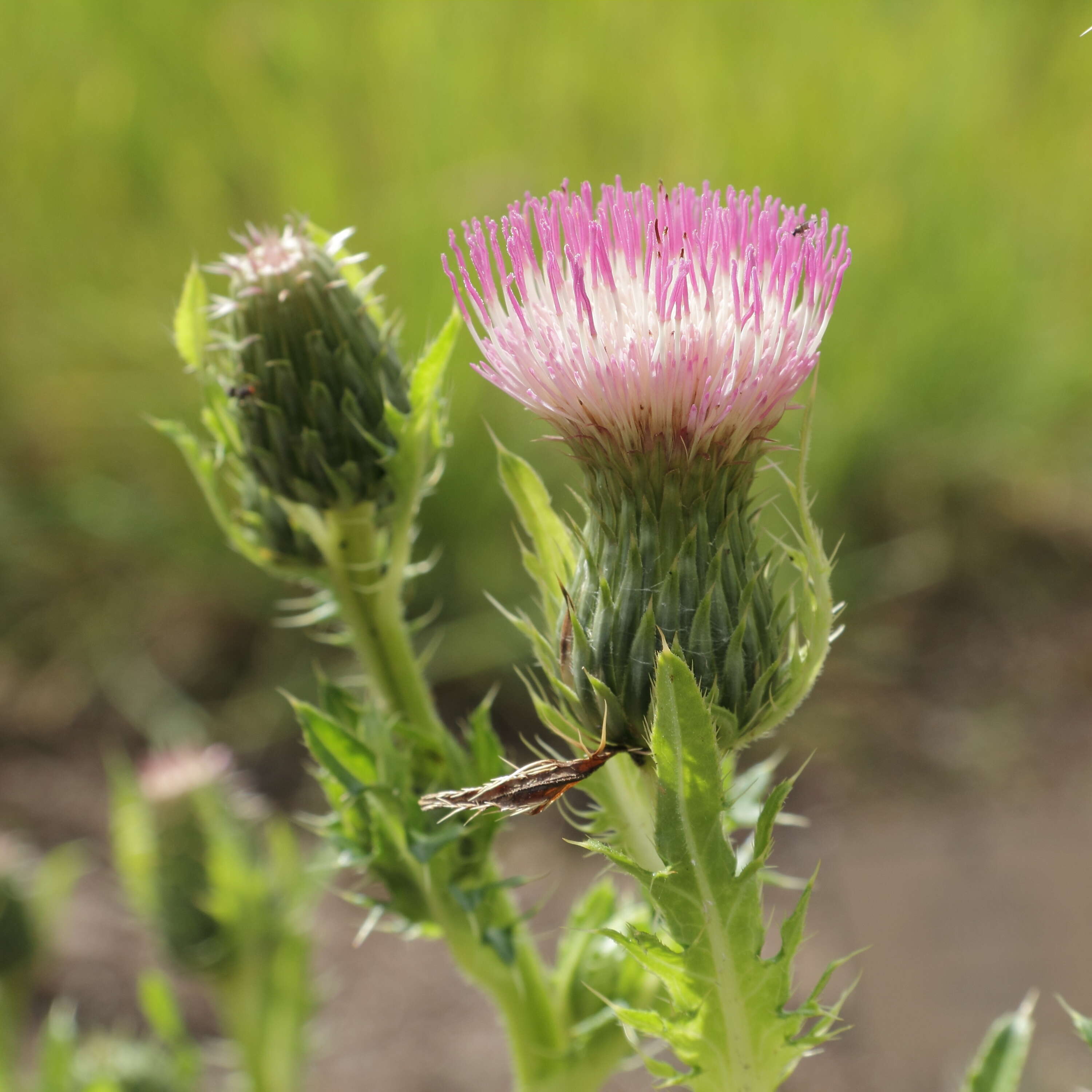 Image of dwarf thistle