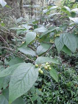 Слика од Cotoneaster bullatus Bois ex Bilm. & Bois