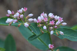 Image of flytrap dogbane