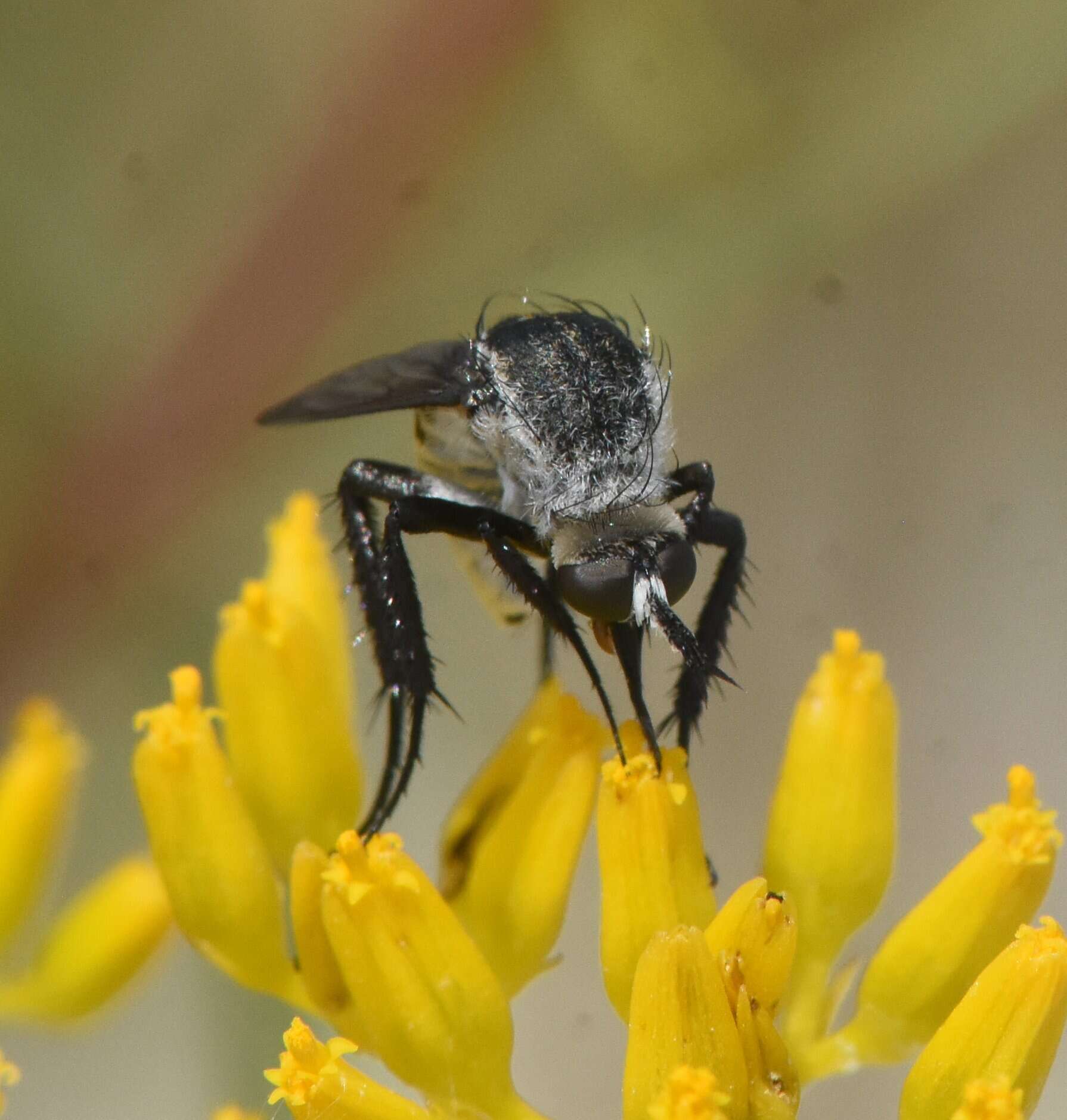 Image of Toxophora amphitea Walker 1849