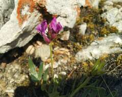 Image de Oxytropis popoviana Peschkova