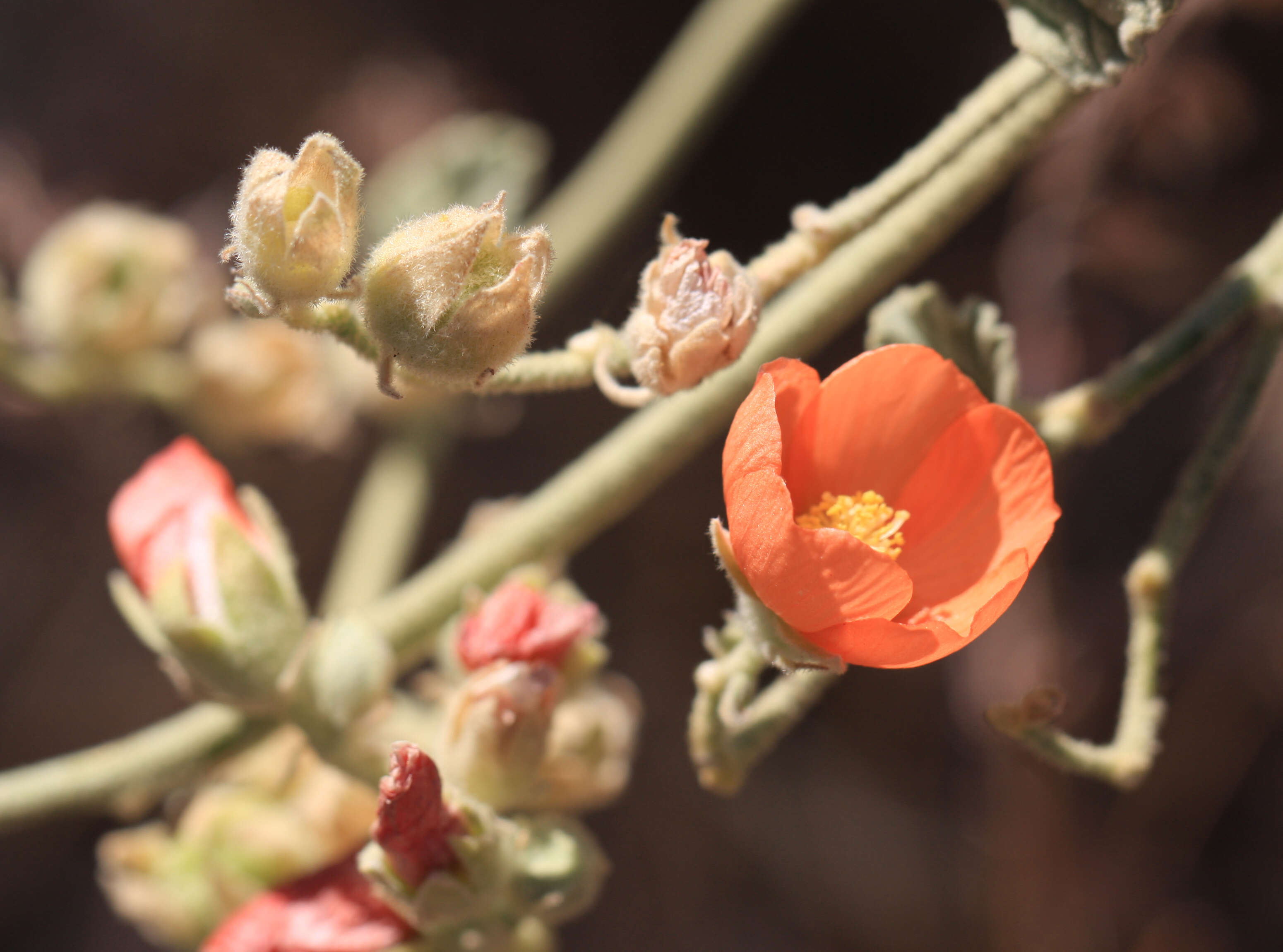 Image of desert globemallow