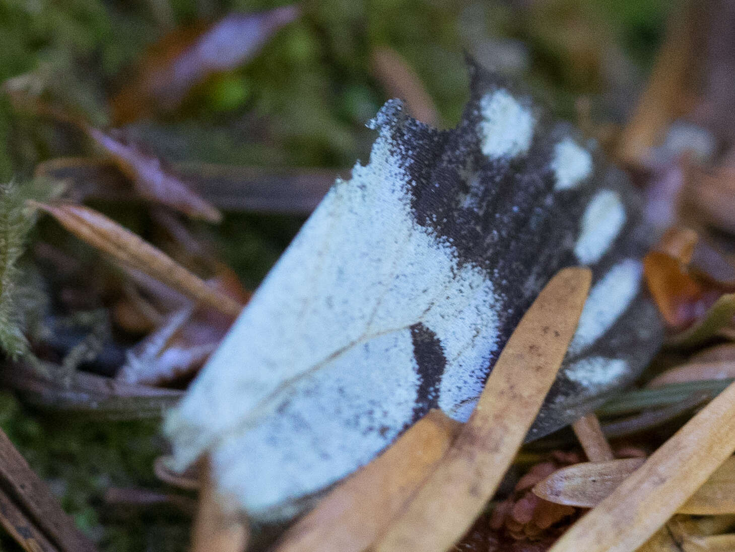 Image of Pine White