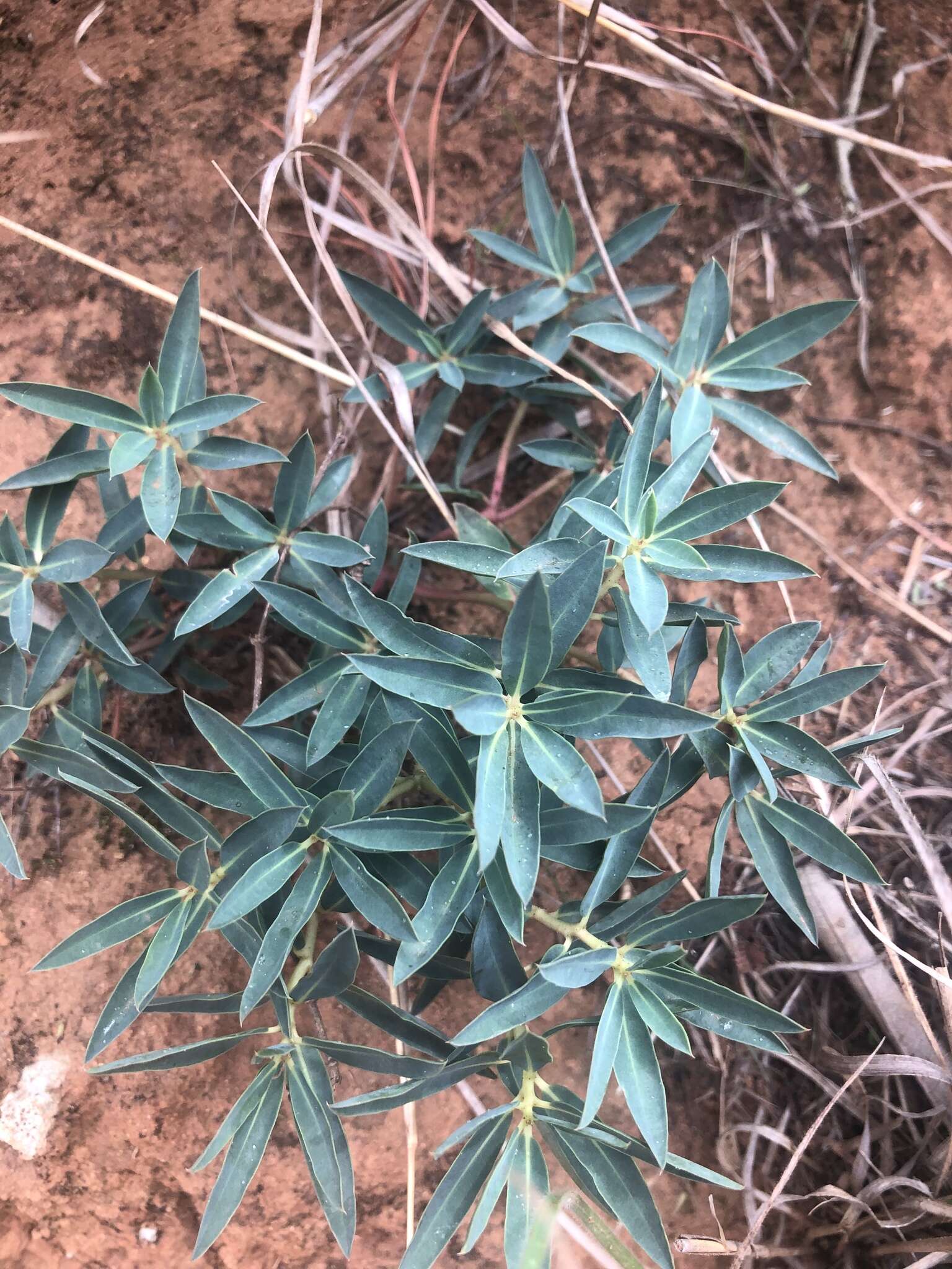 Image of Euphorbia gueinzii Boiss.