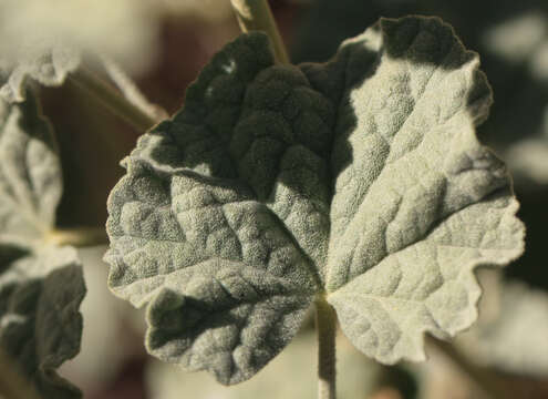 Image of desert globemallow