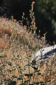 Image of desert globemallow