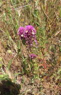 Image of denseflower Indian paintbrush