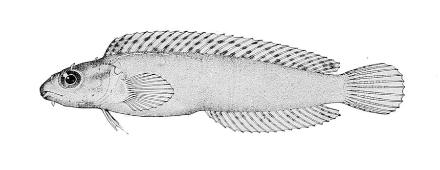 Image of Variable Blenny