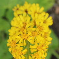 Image of Ligularia sibirica (L.) Cass.