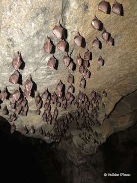 Image of Lesser Horseshoe Bat