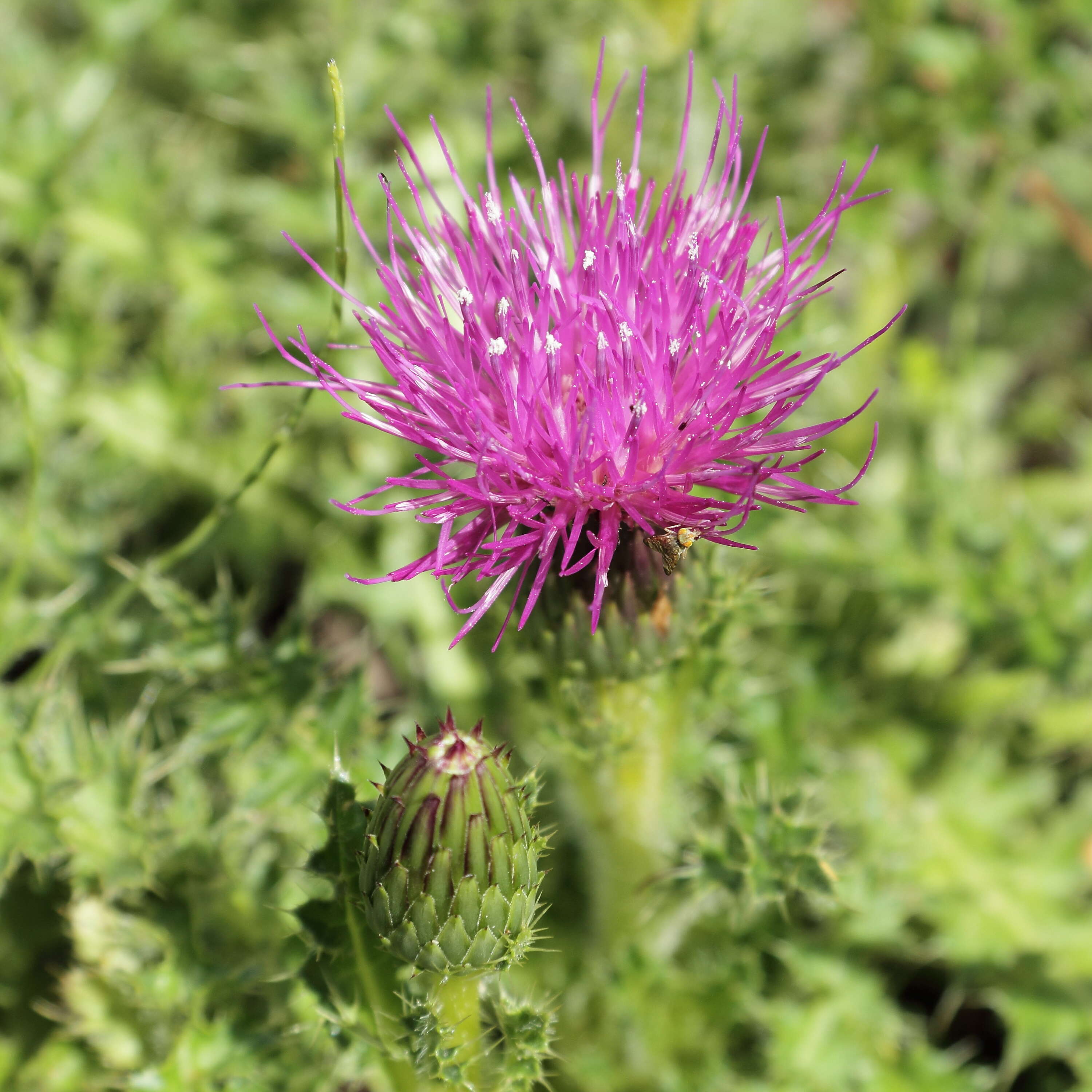 Image of dwarf thistle