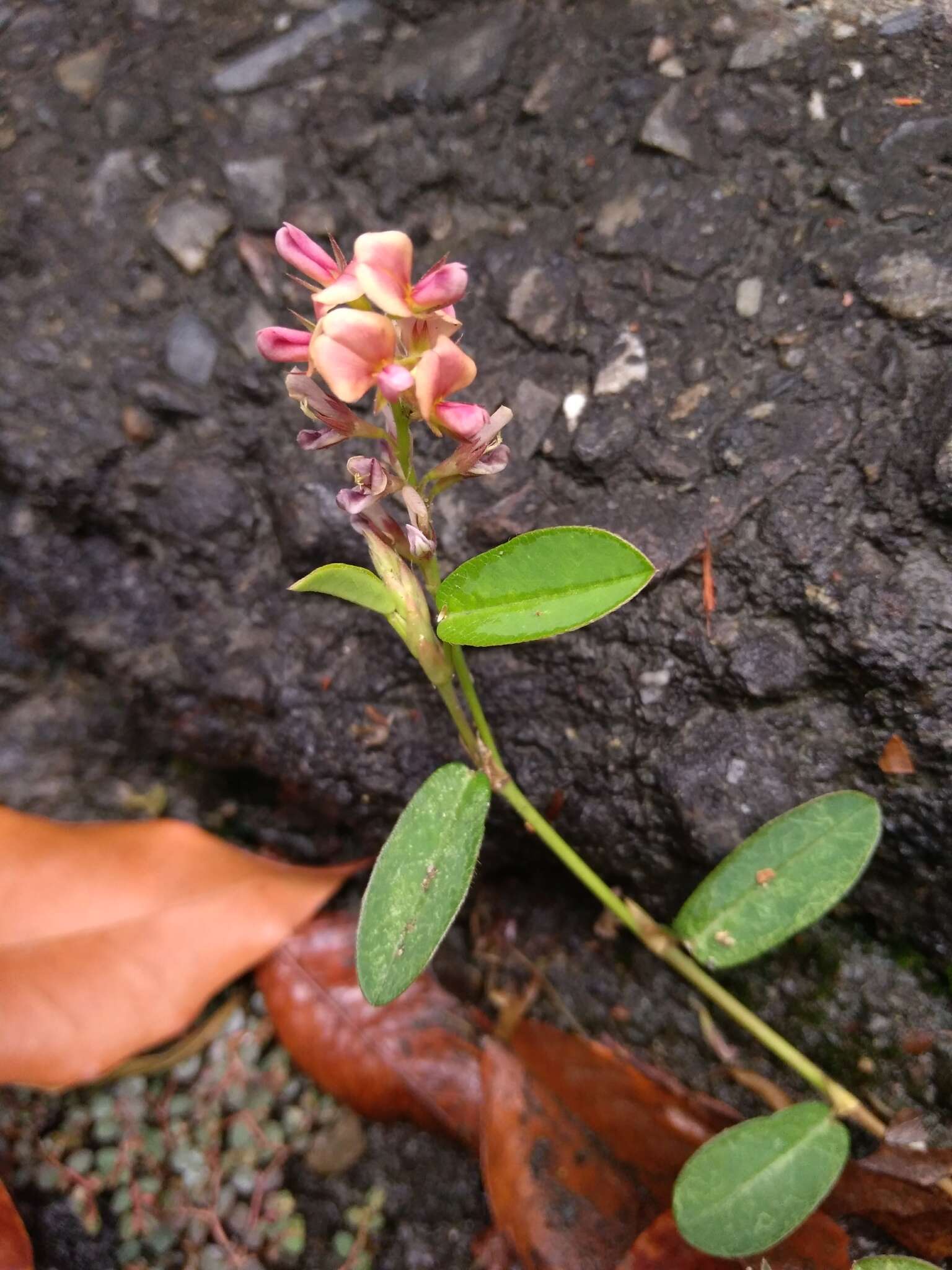 Image of white moneywort