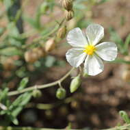 Image of White Rock-rose