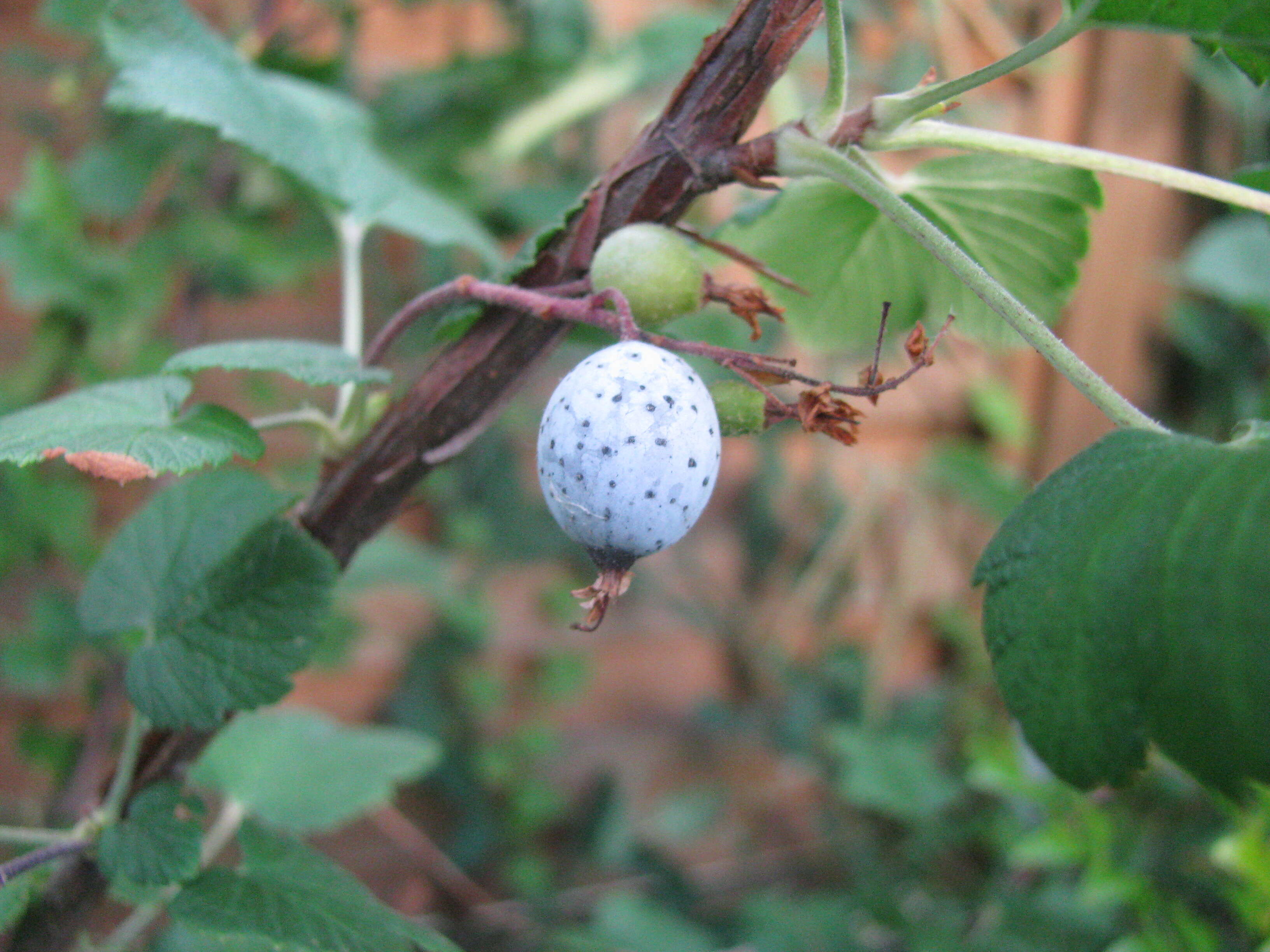 Imagem de Ribes sanguineum Pursh