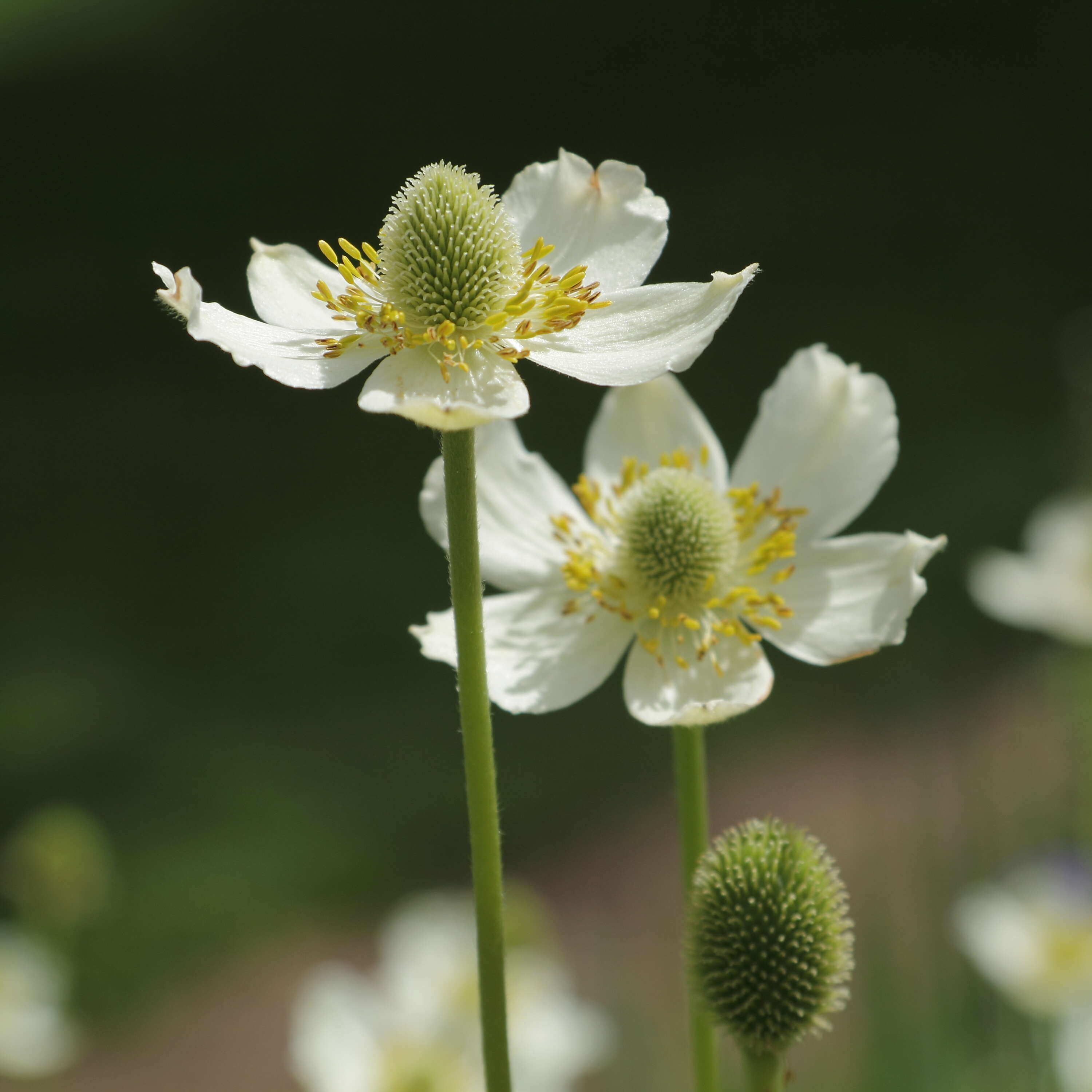 Image of tall thimbleweed