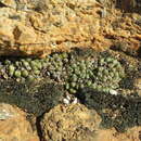 Image of Conophytum tantillum subsp. lindenianum (Lavis & Hammer) S. Hammer