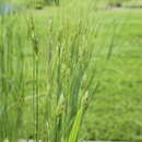 Image of Timopheev's wheat