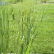 Image of Timopheev's wheat