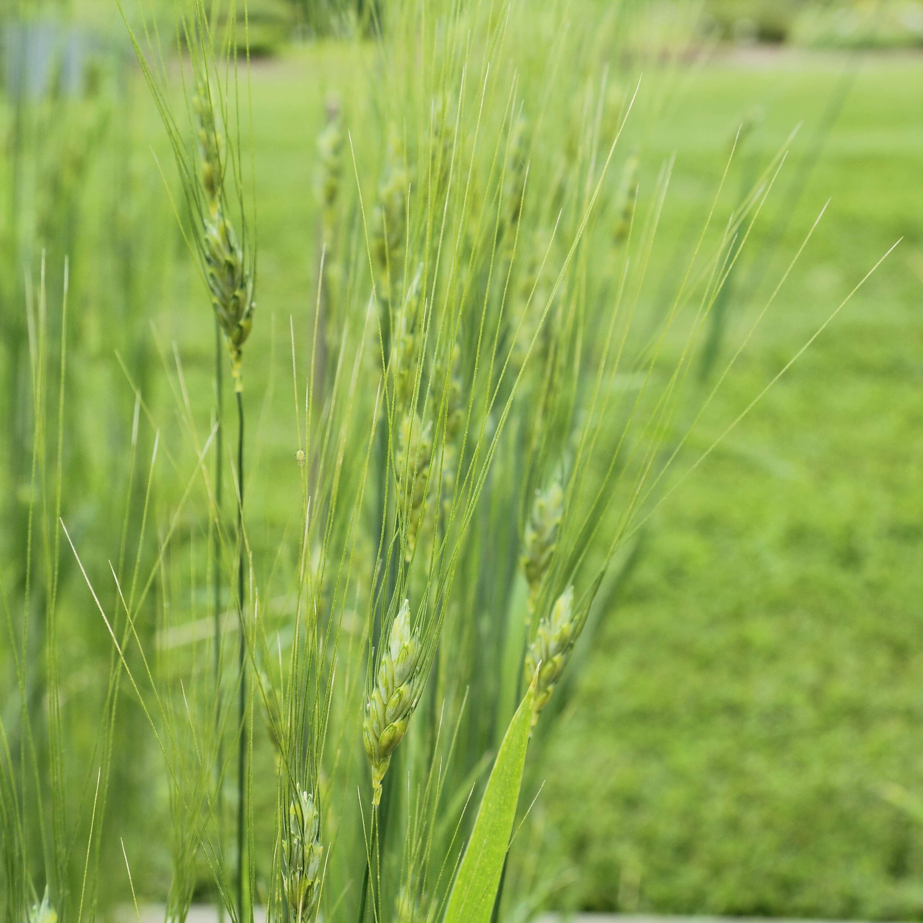 Image of Timopheev's wheat