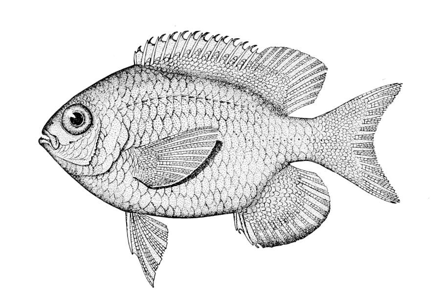 Image of Lemon damsel