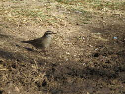 Image of Bar-winged cinclodes