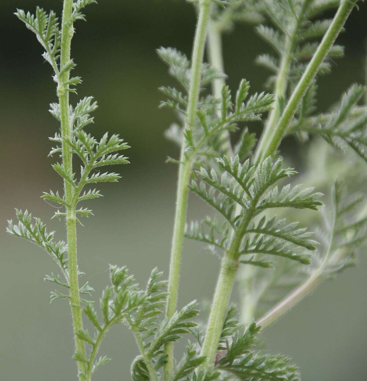 Image of Austrian chamomile