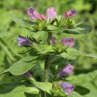 Image of Cretan viper's bugloss