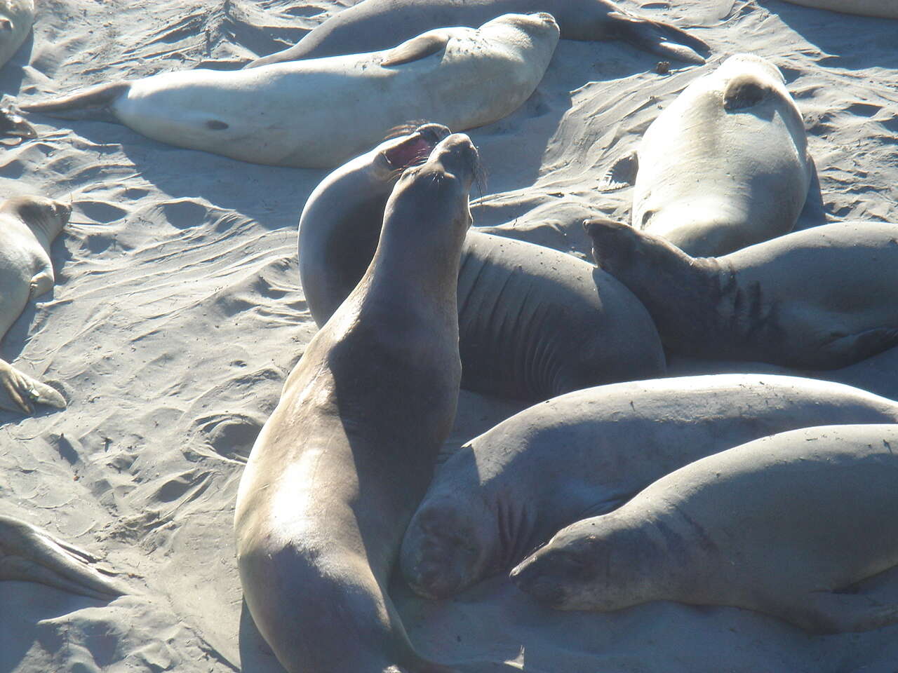 Image de Éléphant de mer du nord