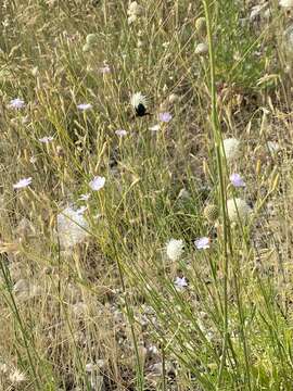 Image of Dianthus ciliatus Guss.