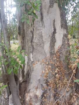 Image of gray gum