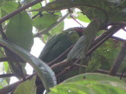 Chlorornis Reichenbach 1850的圖片