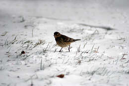 Image of American Pipit