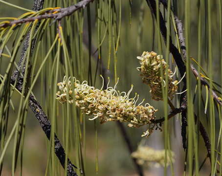 Image of Bootlace oak