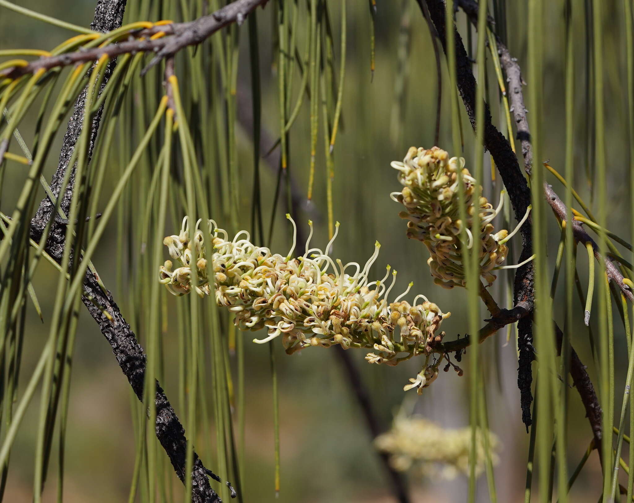 Image de Hakea lorea (R. Br.) R. Br.