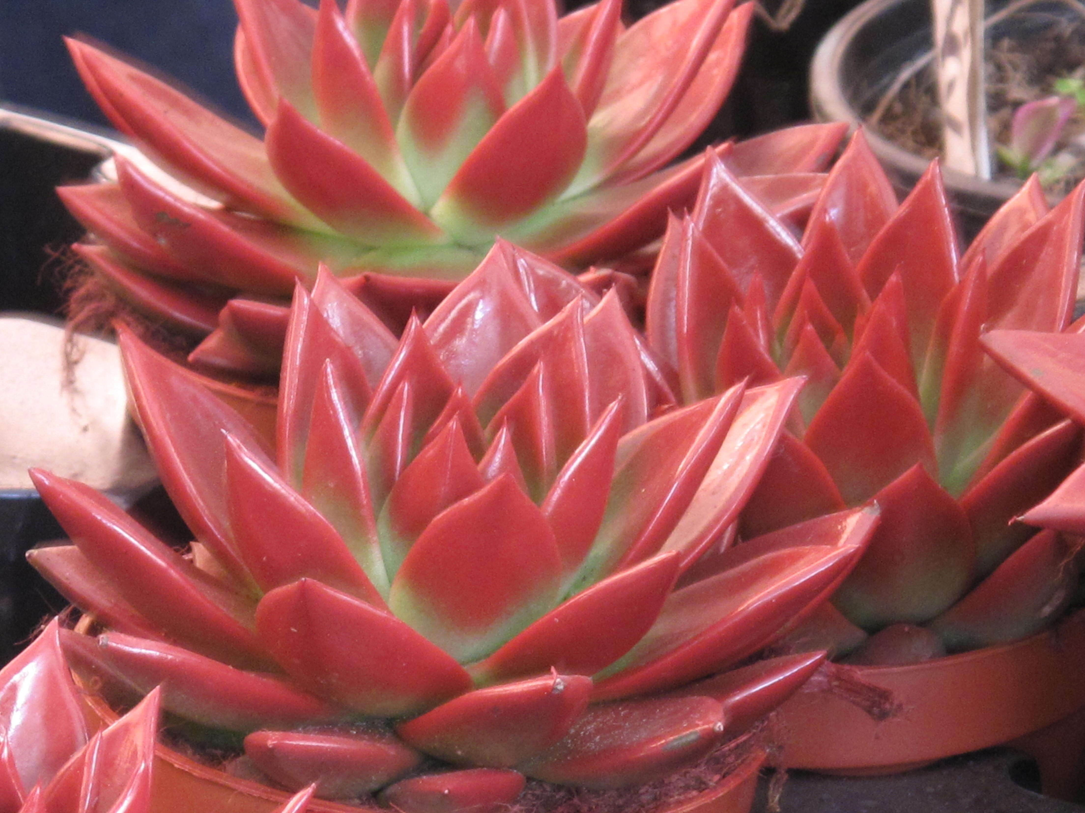 Image of Echeveria agavoides Lem.