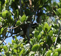 Image of Black-throated Grey Warbler